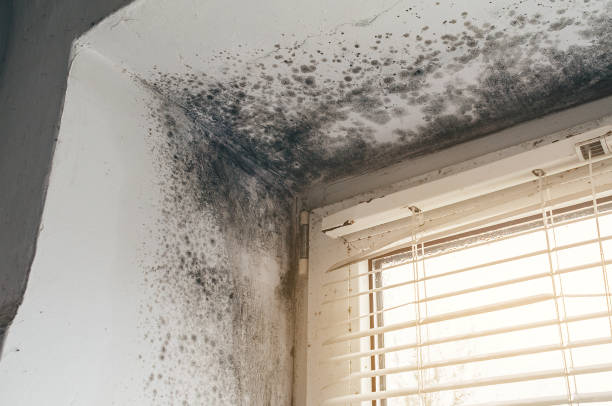 Affordable Crawl Space Mold Remediation solutions in Fanwood, NJ